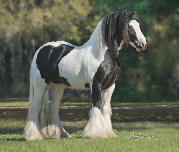 VV King Wiliam - Gypsy Vanner Stallion